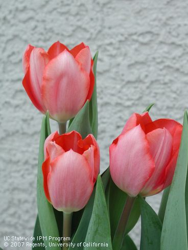 Flowers of tulip, <I>Tulipa</I> sp.  