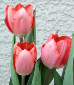 Tulip blossoms