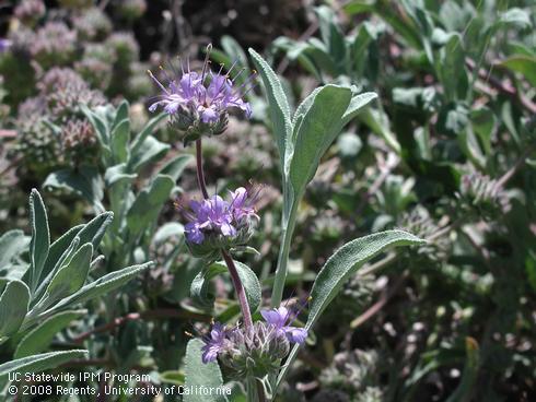 Purple flowers and leaves of bee's bliss hybrid sage, <I>Salvia</I> 'Bee's Bliss'.