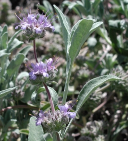 Flowers of sage