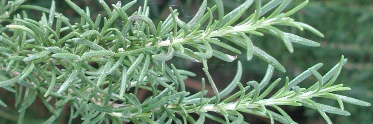 Rosemary sprig; UC Davis Arboretum, Yolo County, CA Credit: Cheryl A. Reynolds