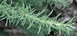 Foliage of rosemary