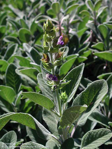 Foliage and new flowers of Berggarten culinary sage, <I>Salvia officinalis</I> 'Berggarten' .