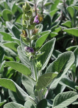 Foliage and flowers of sage