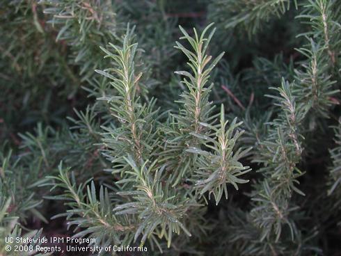 Foliage of rosemary, <I>Rosmarinus officinalis</I>.