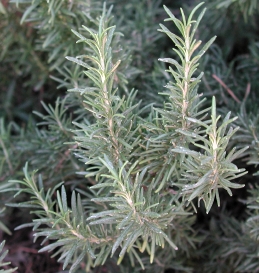 Rosemary foliage