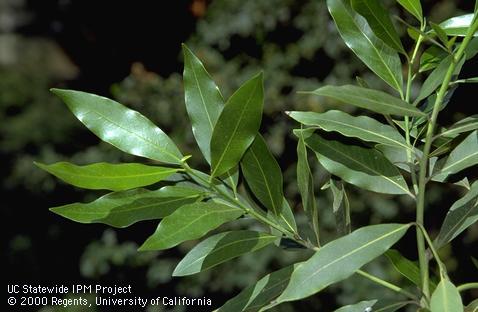 Bay laurel foliage.