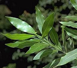 Leaves of California bay laurel