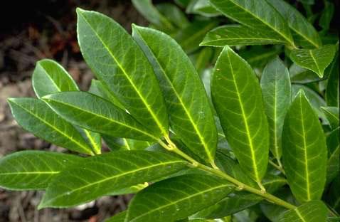 Leaves of English laurel.