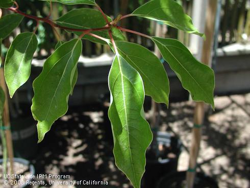 Foliage of Camphor tree, <I>Cinnamomum camphora</I>.