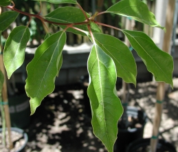 Leaves of camphor tree