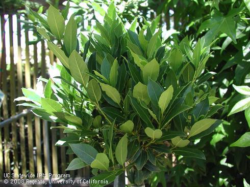 Foliage of Grecian bay laurel tree <I>Laurus nobilis</I>.