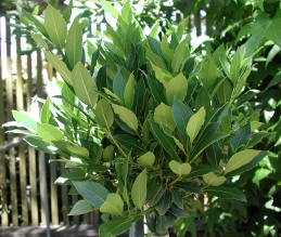 Foliage of Grecian bay laurel