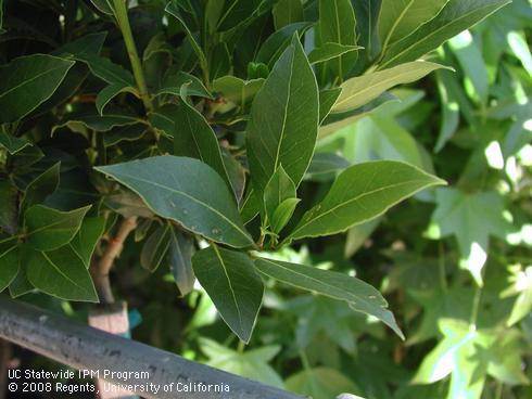 Foliage of Grecian bay laurel tree <I>Laurus nobilis</I>.