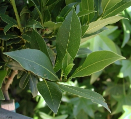 Foliage of grecian bay laurel 