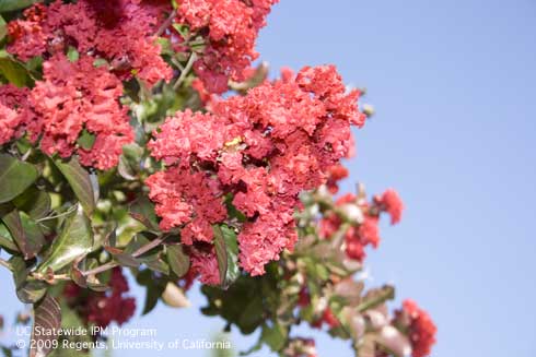 Flowers of crape myrtle tree, <i>Lagerstroemia</i> sp.