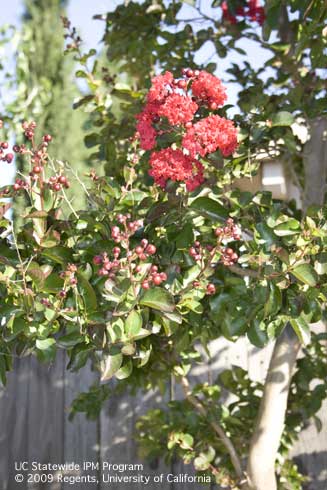 Flowers of crape myrtle tree, <i>Lagerstroemia</i> sp.