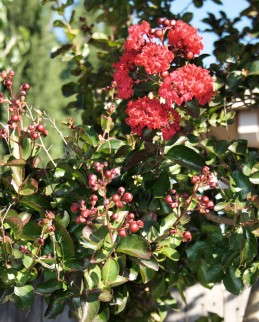 Crape myrtle