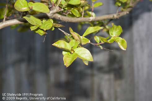 Leaves of crape myrtle, <I>Lagerstroemia</I> sp.