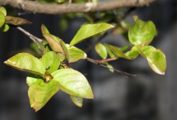 Leaves of crape myrtle