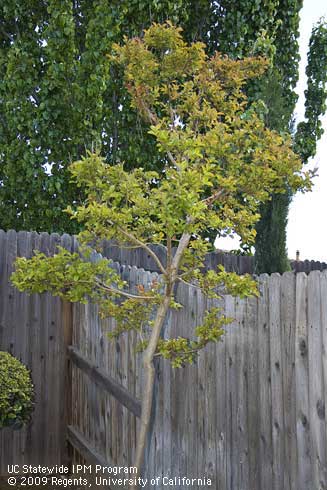 Crape myrtle, <I>Lagerstroemia</I> sp.