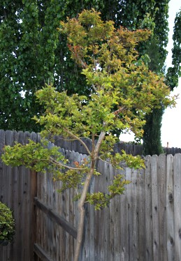 Crape myrtle