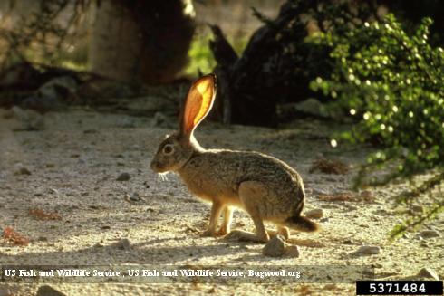 Adult black-tailed jackrabbit.