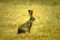 Adult jackrabbit.