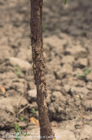 Bark chewed away from the trunk of a young tree by a jackrabbit, <I>Lepus</I> sp.