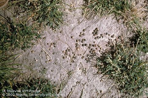 Key characteristic of jackrabbit, hare.