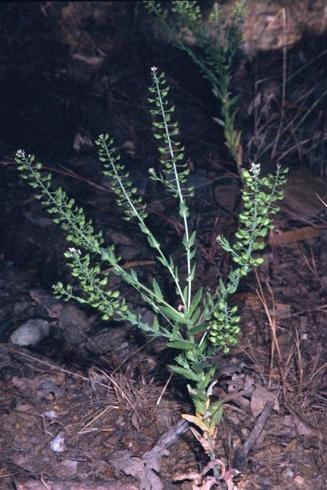 Mature plant of field pepperweed, <I>Lepidium campestre.</I>.