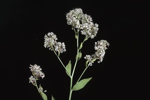 Inflorescence of perennial pepperweed, <I>Lepidium latifolium.</I>.