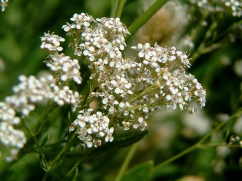 Inflorescence of perennial pepperweed, <I>Lepidium latifolium.</I>.