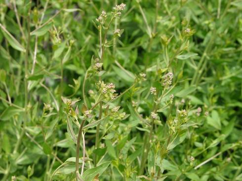 Flower buds of perennial pepperweed, <I>Lepidium latifolium.</I>.