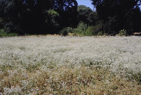 Infestation of perennial pepperweed, <I>Lepidium latifolium.</I>.