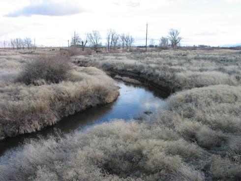 Thatch formed by the senescent plants of perennial pepperweed, <I>Lepidium latifolium.</I>.