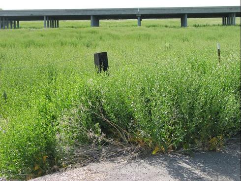 Infestation of perennial pepperweed, <I>Lepidium latifolium.</I>.