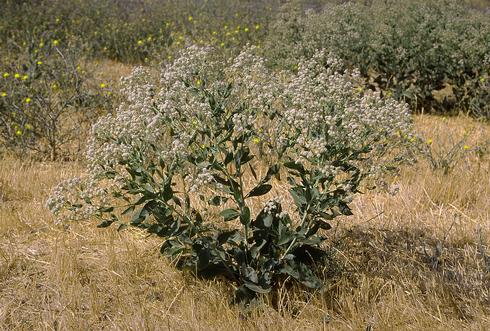 Mature plant of perennial pepperweed, <I>Lepidium latifolium.</I>.