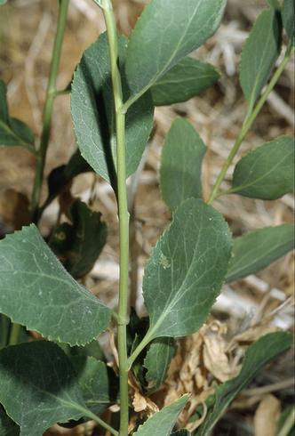 Tapered leaf base of perennial pepperweed, <I>Lepidium latifolium.</I>.