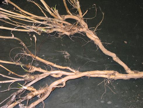 The interconnected roots of perennial pepperweed, <I>Lepidium latifolium.</I>.