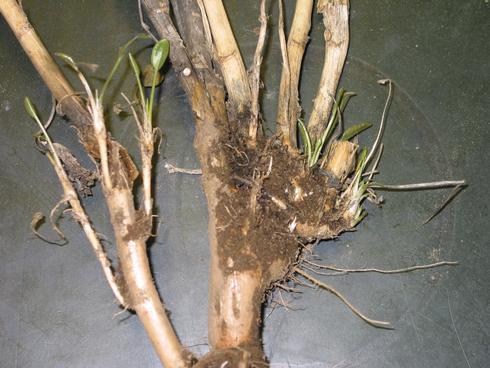 Regrowth from the roostock of perennial pepperweed, <I>Lepidium latifolium.</I>.