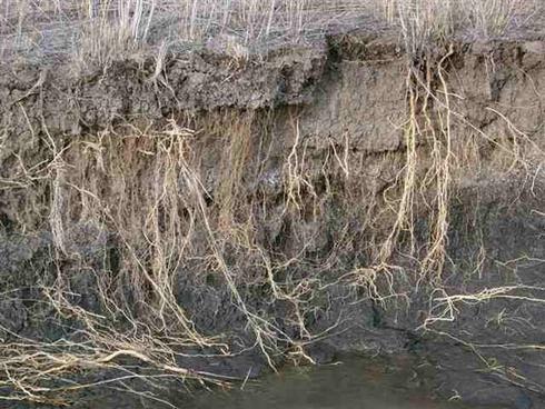 The root system of perennial pepperweed, <I>Lepidium latifolium.</I>.