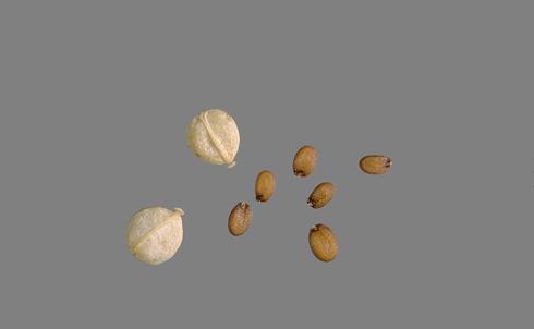 Fruit (left) and seeds of perennial pepperweed, <I>Lepidium latifolium.</I>.