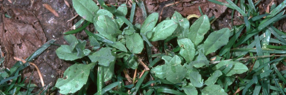 Two clusters of young plants formed in rosettes of oval leaves with irregular margins. Credit: Jack Kelly Clark, UC IPM