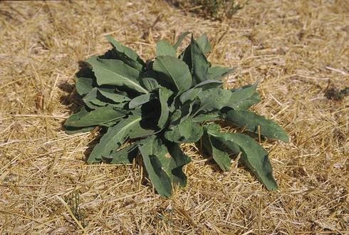 Basal rosette of perennial pepperweed, <I>Lepidium latifolium.</I>.