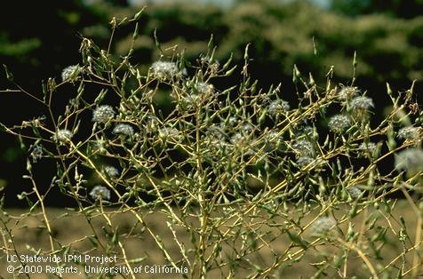 Fruit of prickly lettuce, <I>Lactuca serriola</I><TT>.</TT>.