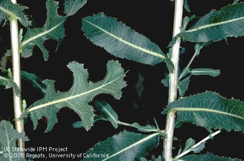 Prickly lettuce