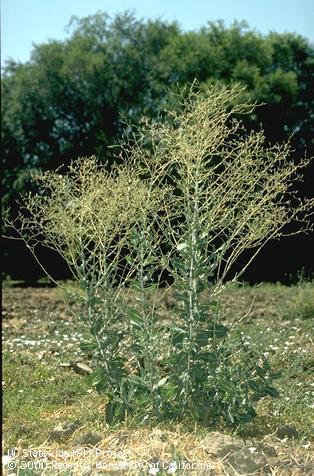 Mature plant of prickly lettuce.