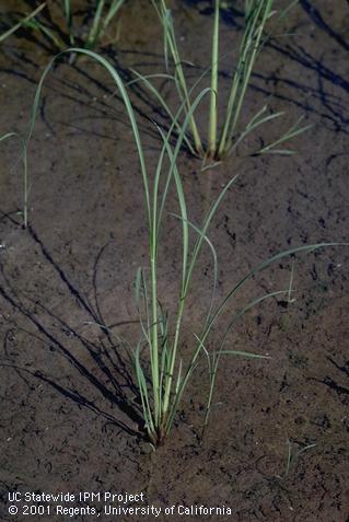 Seedling of bearded sprangletop.