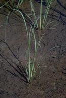 Seedling of bearded sprangletop.